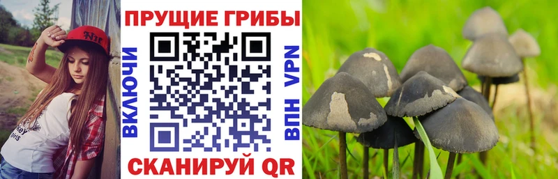 omg ссылка  наркота  Могоча  Галлюциногенные грибы мицелий 